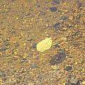 A Lonely Floater Photograph by Kim Galluzzo Wozniak A Lonely Floater Photograph by Kim Galluzzo Wozniak