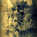 A Medley Of Orchids by Susanne Van Hulst A Medley Of Orchids by Susanne Van Hulst
