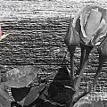A Pop of Pink Photograph by Dorrene BrownButterfield A Pop of Pink Photograph by Dorrene BrownButterfield