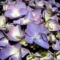 A Purple Blue Explosion Photograph by Kim Galluzzo Wozniak A Purple Blue Explosion Photograph by Kim Galluzzo Wozniak