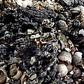 Acorns On Bark Photograph by Kim Galluzzo Wozniak Acorns On Bark Photograph by Kim Galluzzo Wozniak