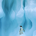 Adelie Penguin on Iceberg Photograph by Colin Monteath Adelie Penguin on Iceberg Photograph by Colin Monteath