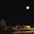 African Elephant Loxodonta Africana by Konrad Wothe African Elephant Loxodonta Africana by Konrad Wothe