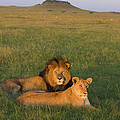 African Lion Panthera Leo Male Photograph by Suzi Eszterhas African Lion Panthera Leo Male Photograph by Suzi Eszterhas