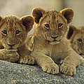 African Lion Three Cubs Resting Photograph by Tim Fitzharris African Lion Three Cubs Resting Photograph by Tim Fitzharris