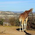 African Safari in Arizona Photograph by Kim Galluzzo Wozniak African Safari in Arizona Photograph by Kim Galluzzo Wozniak