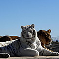 Afternoon rest by Kim Galluzzo