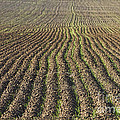 Agriculture Landscape Abstract Photograph by James BO Insogna Agriculture Landscape Abstract Photograph by James BO Insogna