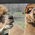 AHAHAHA Alpacas Photograph by Kim Galluzzo AHAHAHA Alpacas Photograph by Kim Galluzzo