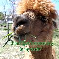 Alpaca being silly Photograph by Kim Galluzzo Wozniak Alpaca being silly Photograph by Kim Galluzzo Wozniak