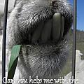 Alpaca funnies Photograph by Kim Galluzzo Wozniak Alpaca funnies Photograph by Kim Galluzzo Wozniak