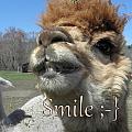 Alpaca Smile Photograph by Kim Galluzzo Wozniak Alpaca Smile Photograph by Kim Galluzzo Wozniak