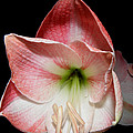 Amaryllis in bloom Photograph by Kim Galluzzo Wozniak Amaryllis in bloom Photograph by Kim Galluzzo Wozniak