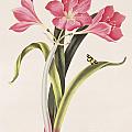 Amaryllis Purpurea by Robert Havell Amaryllis Purpurea by Robert Havell