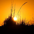 Amber Waves by Christine Stonebridge Amber Waves by Christine Stonebridge