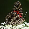 American Painted Lady Butterfly Photograph by Daniel Reed American Painted Lady Butterfly Photograph by Daniel Reed