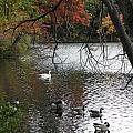 An Autumn Swim Photograph by Kim Galluzzo Wozniak An Autumn Swim Photograph by Kim Galluzzo Wozniak