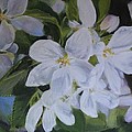 Apple Blossoms Painting by Tammy Taylor