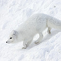 Arctic Fox Alopex Lagopus On Snow Drift Photograph by Matthias Breiter Arctic Fox Alopex Lagopus On Snow Drift Photograph by Matthias Breiter