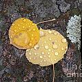 Aspen Tears Photograph by Dorrene BrownButterfield Aspen Tears Photograph by Dorrene BrownButterfield