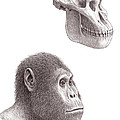 Australopithecus Garhi Skull And Face Poster by Mauricio Anton