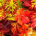 Autumn Carpet by Amalia Suruceanu Autumn Carpet by Amalia Suruceanu