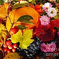 Autumn Harvest by Amalia Suruceanu Autumn Harvest by Amalia Suruceanu
