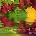 Autumn leaves in water with reflection Photograph by Simon Bratt Autumn leaves in water with reflection Photograph by Simon Bratt