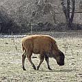 Baby Buffalo Photograph by Kim Galluzzo Wozniak Baby Buffalo Photograph by Kim Galluzzo Wozniak