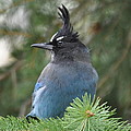 Bad Hair Day Photograph by Dorrene BrownButterfield Bad Hair Day Photograph by Dorrene BrownButterfield