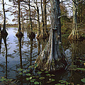 Bald Cypress At Upper Blue Basin This by Tim Fitzharris Bald Cypress At Upper Blue Basin This by Tim Fitzharris