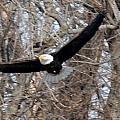 Bald Eagle At Full Wingspan by Crystal Heitzman Renskers Bald Eagle At Full Wingspan by Crystal Heitzman Renskers
