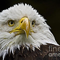 Bald Eagle The American Icon - 2 Photograph by Heiko Koehrer-Wagner Bald Eagle The American Icon - 2 Photograph by Heiko Koehrer-Wagner
