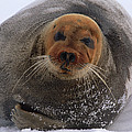 Bearded Seal Erignathus Barbatus Adult by Flip Nicklin Bearded Seal Erignathus Barbatus Adult by Flip Nicklin