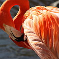 Beautiful Bird Photograph by Kim Galluzzo Wozniak Beautiful Bird Photograph by Kim Galluzzo Wozniak