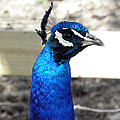 Beautiful blues Photograph by Kim Galluzzo Wozniak Beautiful blues Photograph by Kim Galluzzo Wozniak