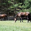 Beautiful Geldings Grazing Photograph by Kim Galluzzo Wozniak Beautiful Geldings Grazing Photograph by Kim Galluzzo Wozniak