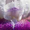 Bedazzled Purple And White Iris by Kathy Clark Bedazzled Purple And White Iris by Kathy Clark