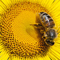 Bee Apidae On Alpine Sunflower Photograph by Matthias Breiter Bee Apidae On Alpine Sunflower Photograph by Matthias Breiter