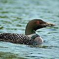 Best Loon on the Lake by Peter DeFina