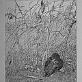 Bird In Winter Drawing by Daniel Reed Bird In Winter Drawing by Daniel Reed