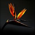 Bird Of Paradise 3 by Sherry Fain Bird Of Paradise 3 by Sherry Fain
