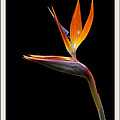 Bird of Paradise Photograph by Farol Tomson Bird of Paradise Photograph by Farol Tomson