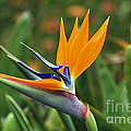 Bird Of Paradise by Teresa Zieba Bird Of Paradise by Teresa Zieba