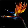 Bird of Paradise Two Days Later Photograph by Farol Tomson Bird of Paradise Two Days Later Photograph by Farol Tomson