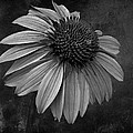 Bittersweet Memories - BW Photograph by David Dehner Bittersweet Memories - BW Photograph by David Dehner