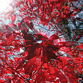 Black and Red Crescendo by Seth Weaver Black and Red Crescendo by Seth Weaver