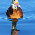 Black-bellied Whistling-Duck by Andrew McInnes Black-bellied Whistling-Duck by Andrew McInnes