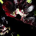 Black is Beautiful Photograph by Kim Galluzzo Black is Beautiful Photograph by Kim Galluzzo