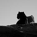 Black Jaguar Photograph by Kim Galluzzo Black Jaguar Photograph by Kim Galluzzo